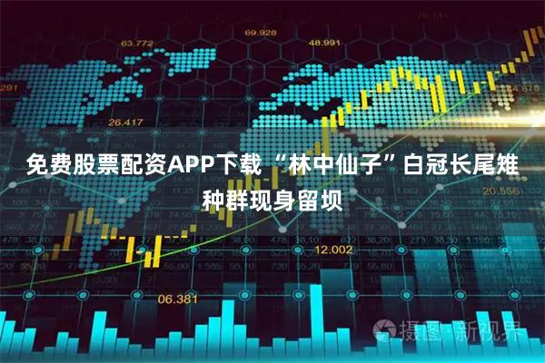 免费股票配资APP下载 “林中仙子”白冠长尾雉种群现身留坝