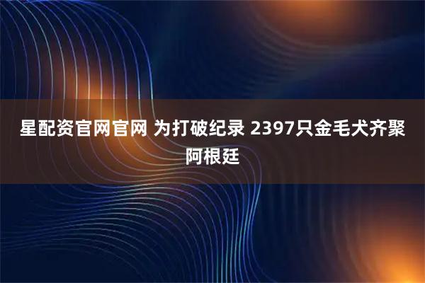 星配资官网官网 为打破纪录 2397只金毛犬齐聚阿根廷